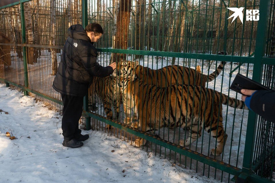 тигр петербург