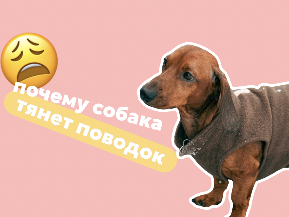 Моя собака тянет поводок | Зооконсультант Аня Гришина BRYUSEDOG | Дзен