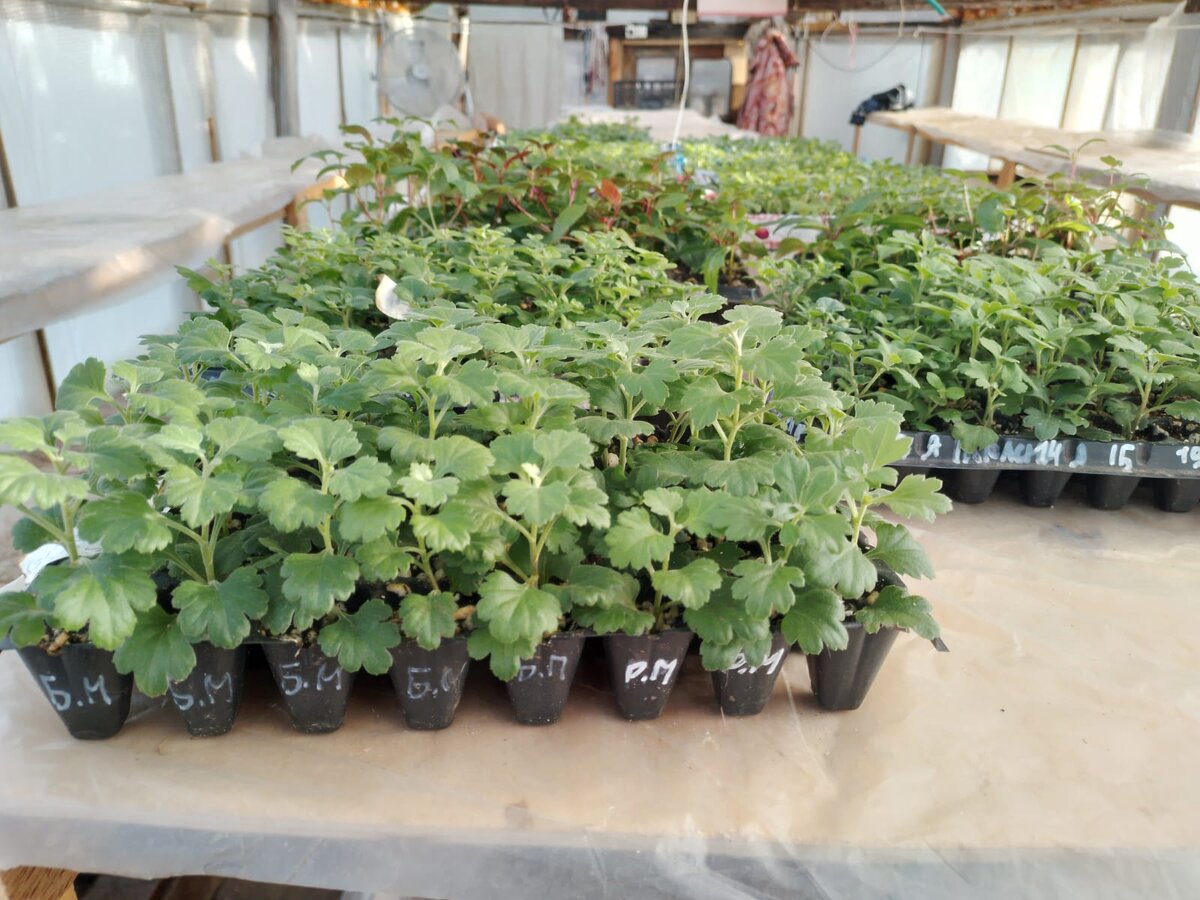 Принесли из дома первую рассаду