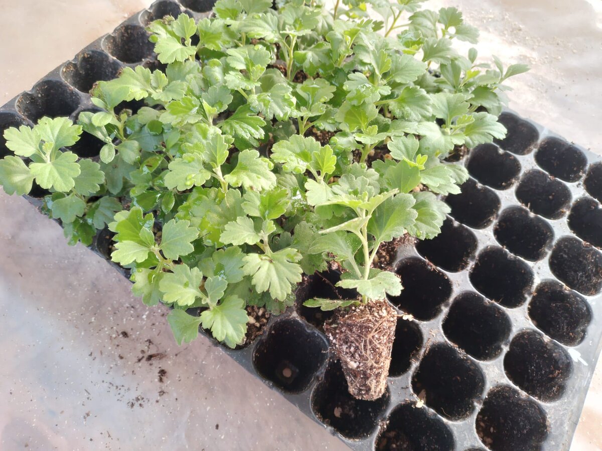 Черенки сидели вот в таких кассетах