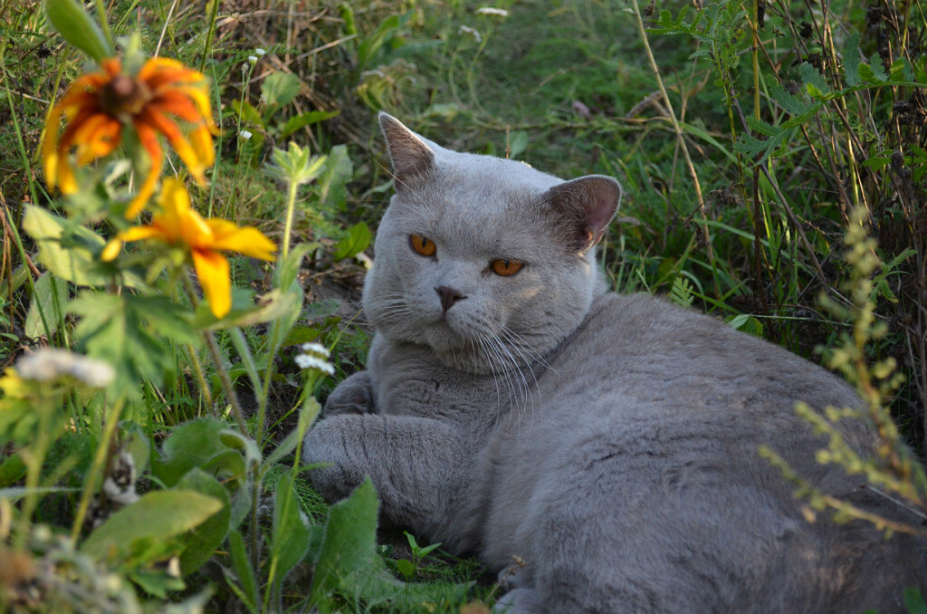 Кот Патрик