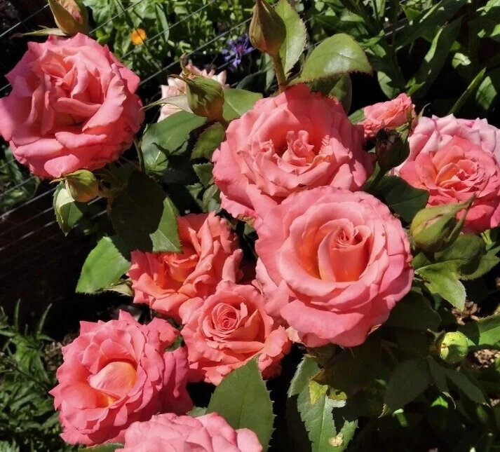 фото Натальи