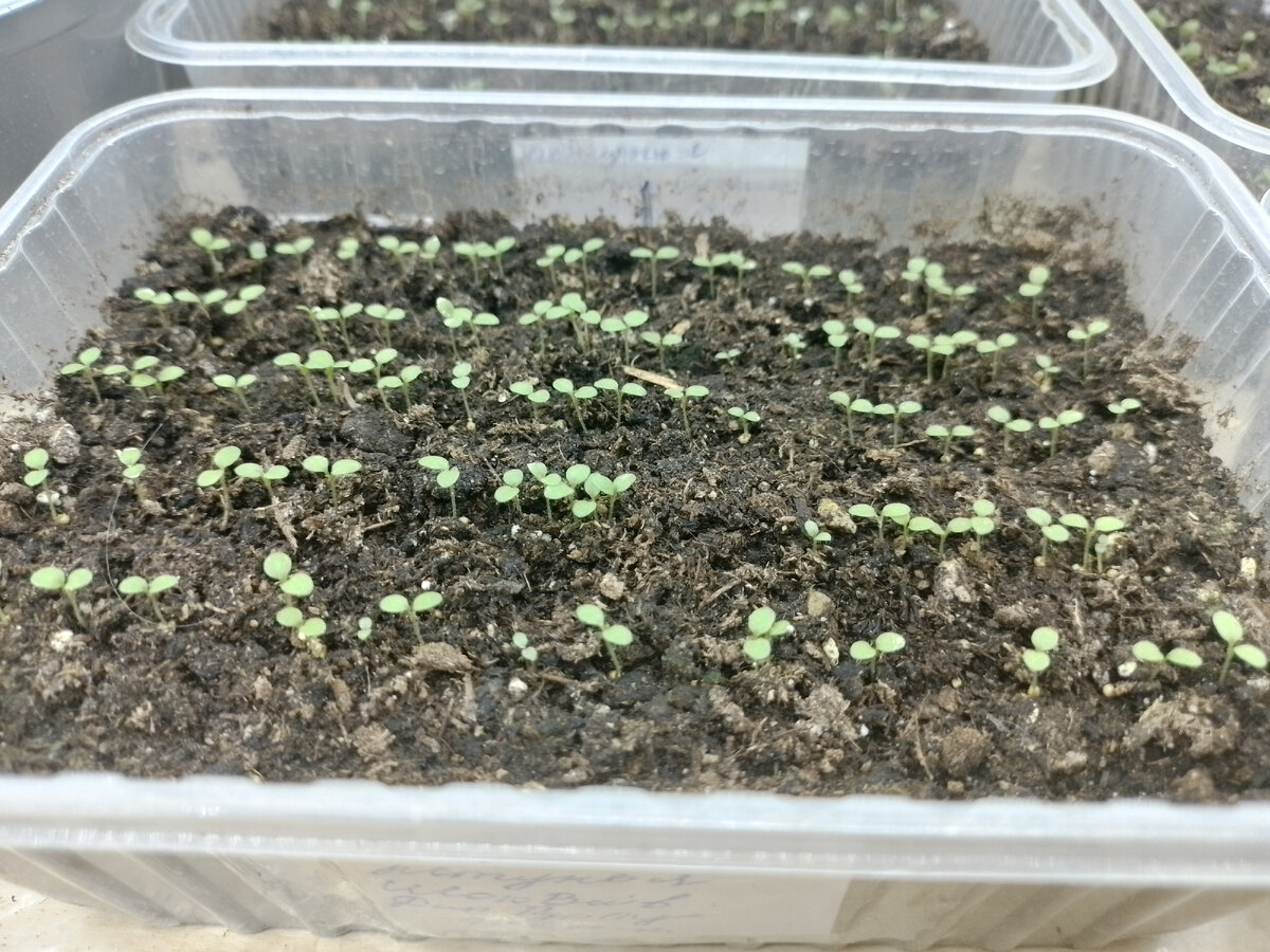 Петуния на 7-8 день от посадки