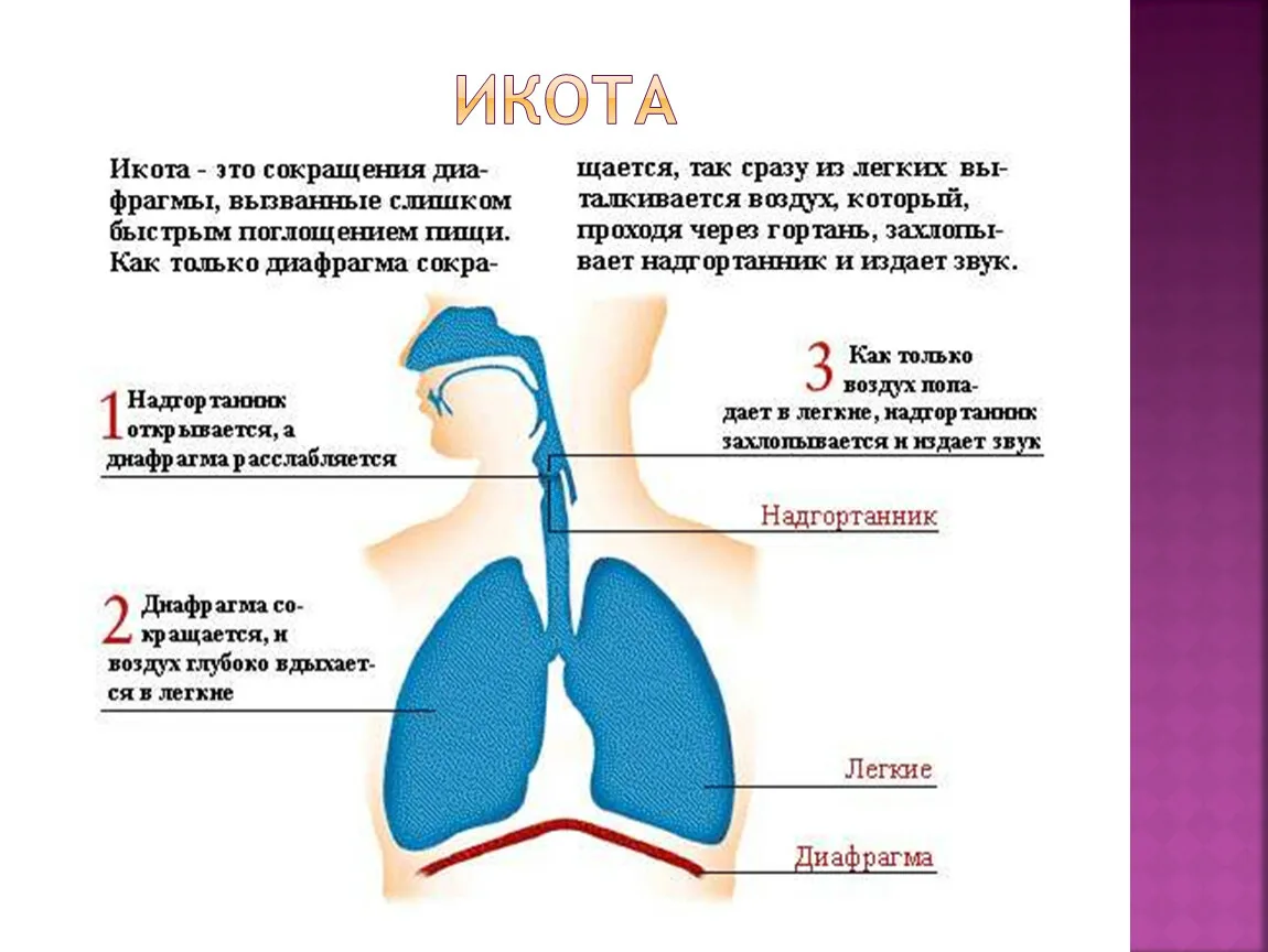 Взрослые люди икают. Почему человек икает. Патогенез икоты. Икота этиология. Икота причины у взрослых.