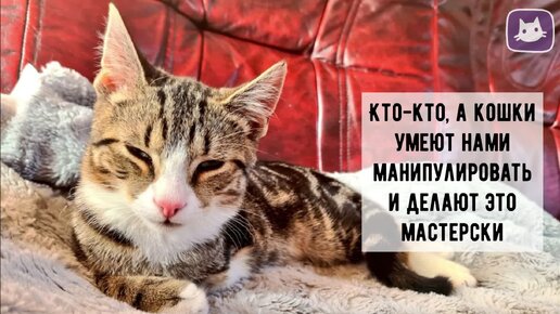 😸Как кошка привлекает к себе внимание. Хитрости и манипуляции