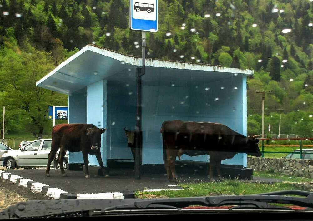 Коровы ждут автобус))) Не монтаж, они правда стояли на остановке)