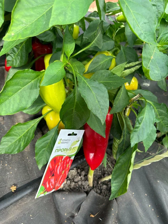 Сладкий болгарский перец «Прорыв»