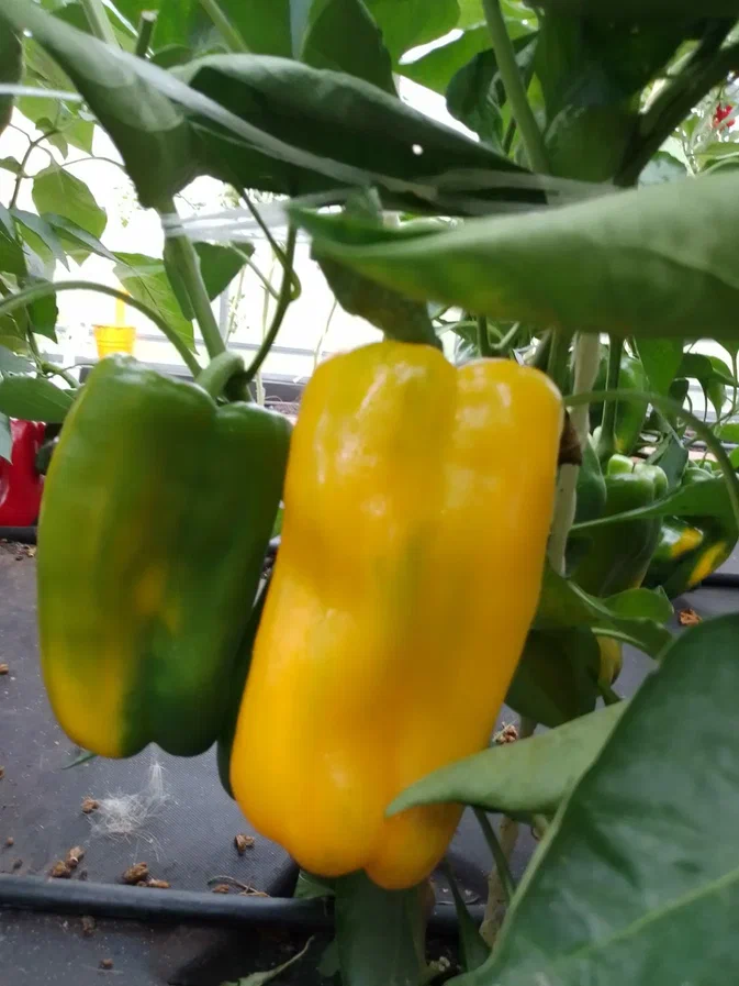 Семечки болгарского перца. Болгарский перец крысам. Наборное полотно. Украшение из перца болгарского. Что модно давай крысам.