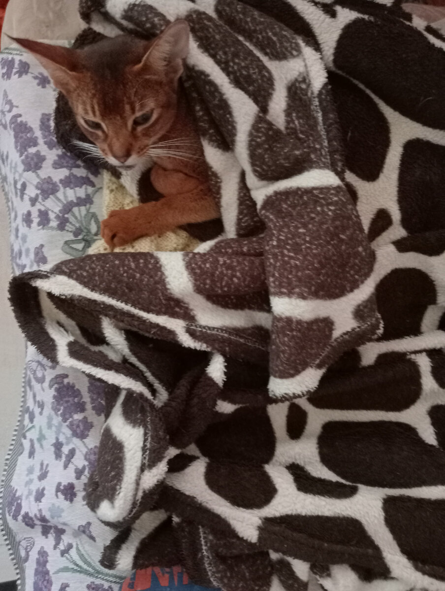 Успокаивающие таблетки для кота. Лекарство чтобы кошка не просила кота. Что дать кошке чтобы не просила. Капли для кошек от гуляния. Препарат от кошачьей течки.