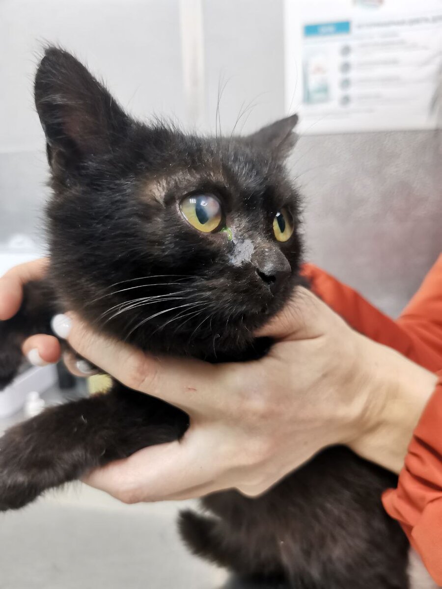 Кошка с желтыми глазами. Черная кошка во сне. Красивый черный кот. Черные коты. Красивый черный кот.