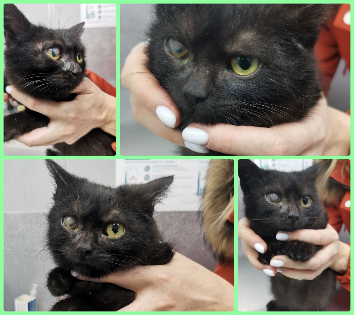 Кот хан. Счастливый кот. Добрые коты. Очень добрый кот. Очень добрый кот.