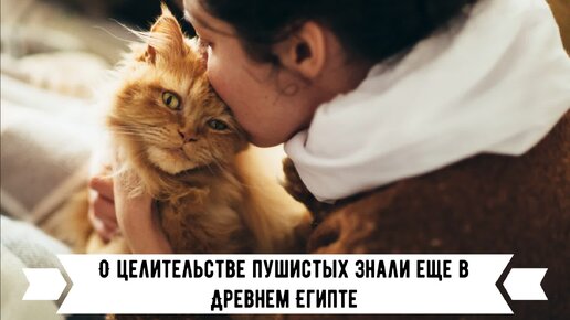 😻Кошкотерапия, или как кошки лечат