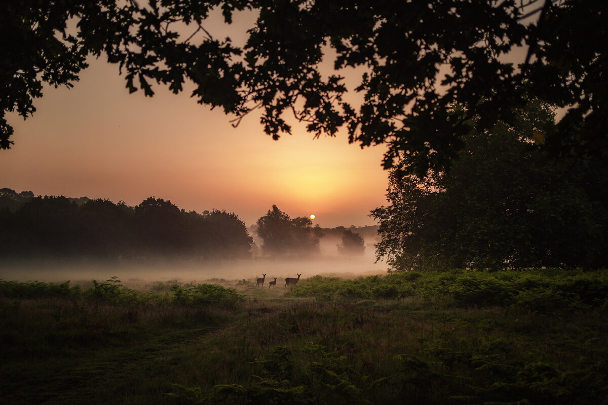 картинка из сети интернет ( Яндекс поиск)