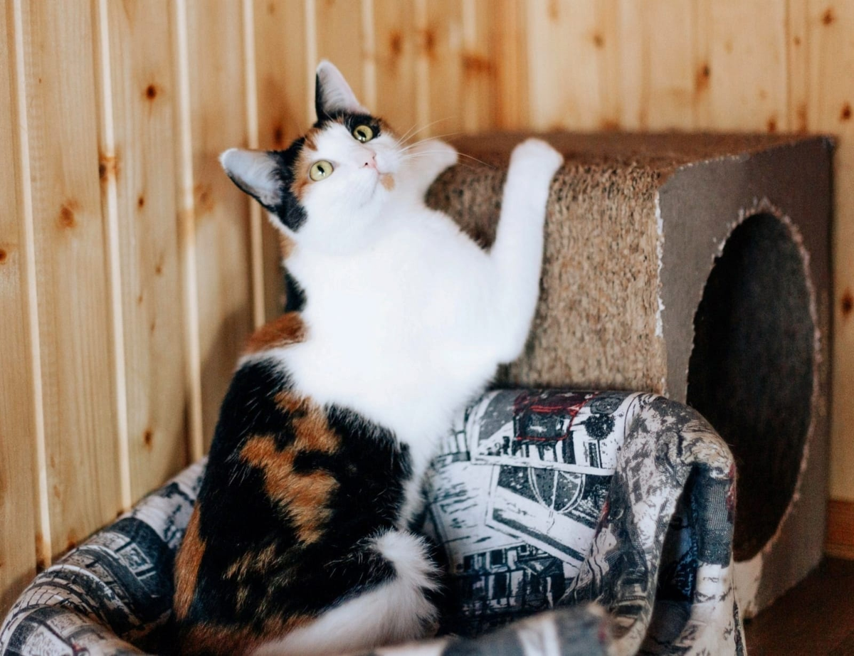 кошечка ищет дом. протяни лапу помощи. кошка принесла котят. как найти украденного кота. бездомные животные котята.