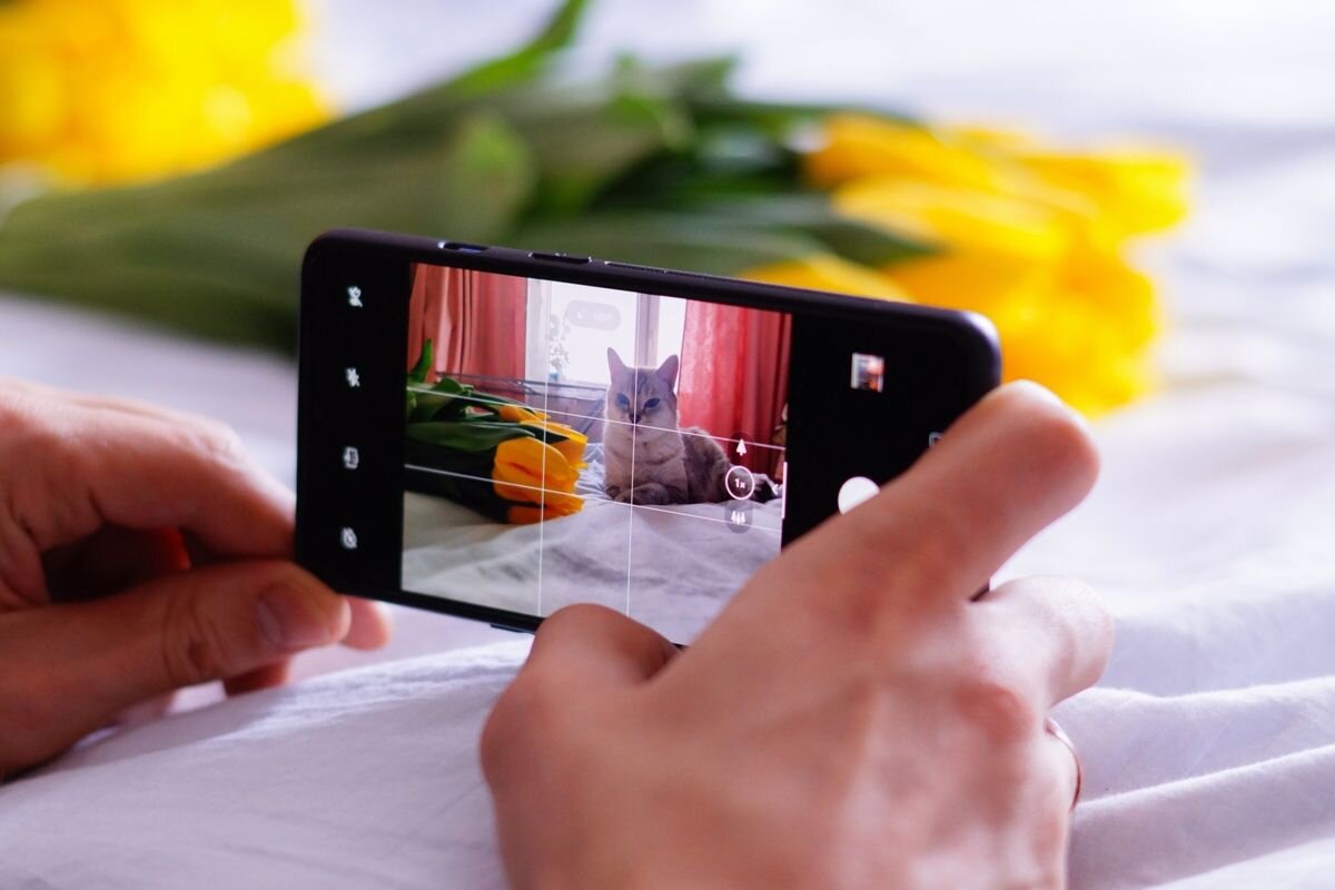 Приложение от Яндекса поможет определить любого невиданного зверя📷
