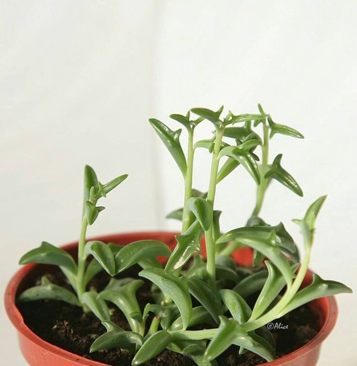 Senecio peregrinus . Дельфин, изгибающийся в прыжке или пара дельфинов, образующих сердце, - популярные символы для обозначения глубины чувств, совместной радости жизни и сильной эмоциональной связи. 