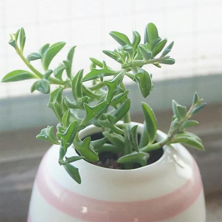 Senecio peregrinus. Дельфин является символом множества позитивных качеств и эмоций, в том числе любви, гармонии и товарищества. Его часто ассоциируют с добротой, умом и игривостью, что делает дельфина особенно привлекательным символом в контексте отношений и любовных чувств. В различных культурах по всему миру дельфин символизирует защиту, вдохновение и веселье, что делает его идеальным символом для отражения глубоких эмоциональных связей между партнёрами. 
