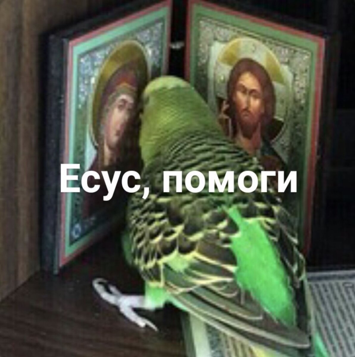 тридцать попугая. тридцать попугая. 30 попугаев. тридцать попугая. тридцать попугая.