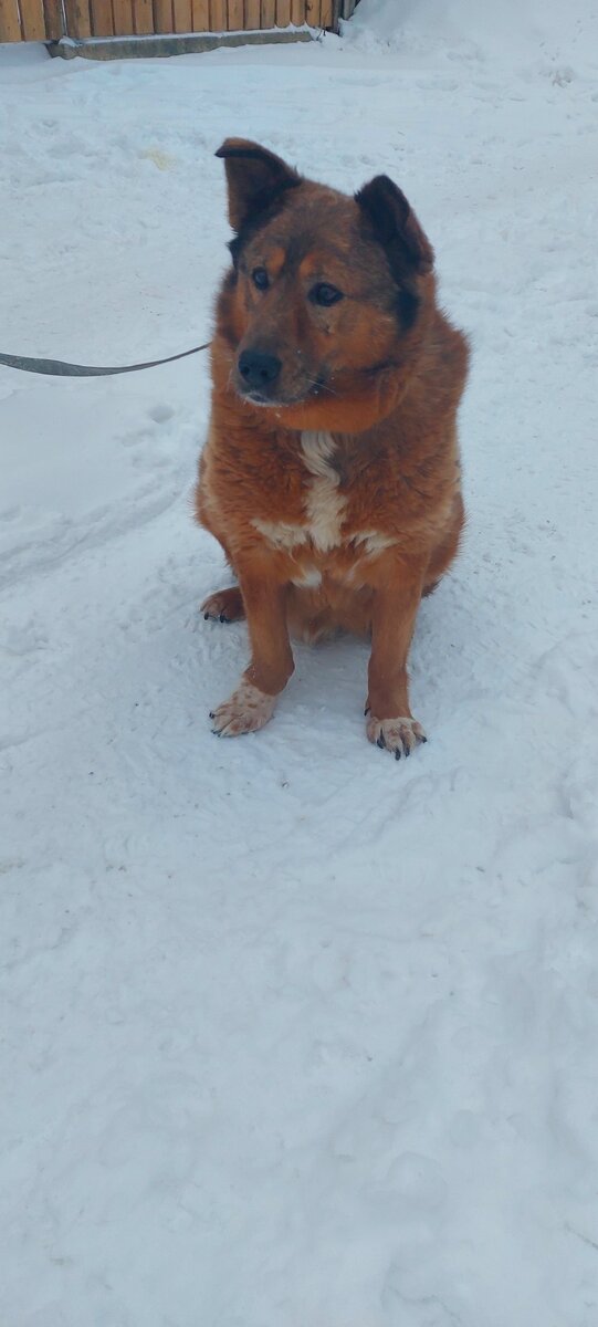 Рыжий Апельсин