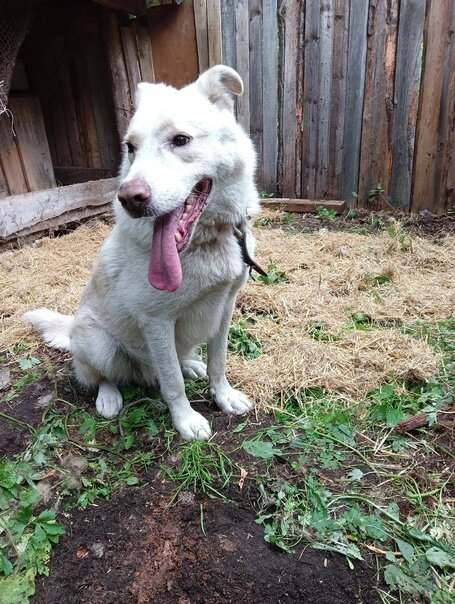 Антуан де сент-экзюпери цитаты из маленького принца. Лисенок. Экзюпери маленький принц лис. Антуан де сент-экзюпери маленький принц цитаты. Лис - «маленький принц», антуан де.
