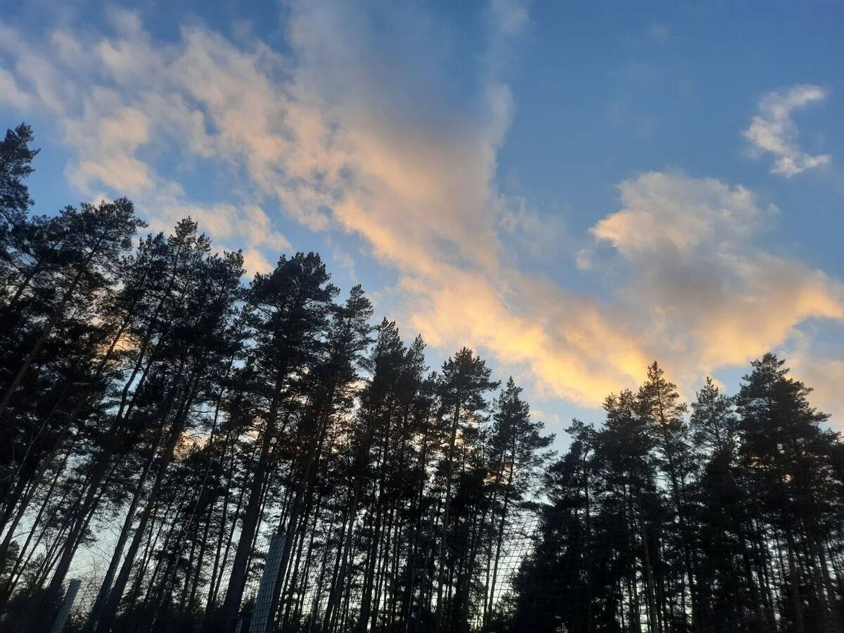 Сосенки охраняют вольеры журавлей от посягательств всего дурного)