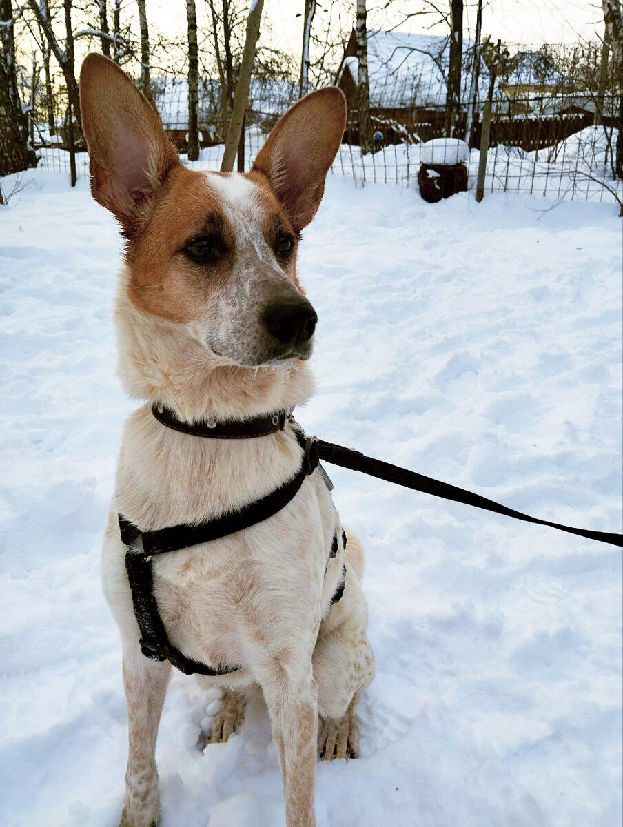 Веснушка молодая красавица