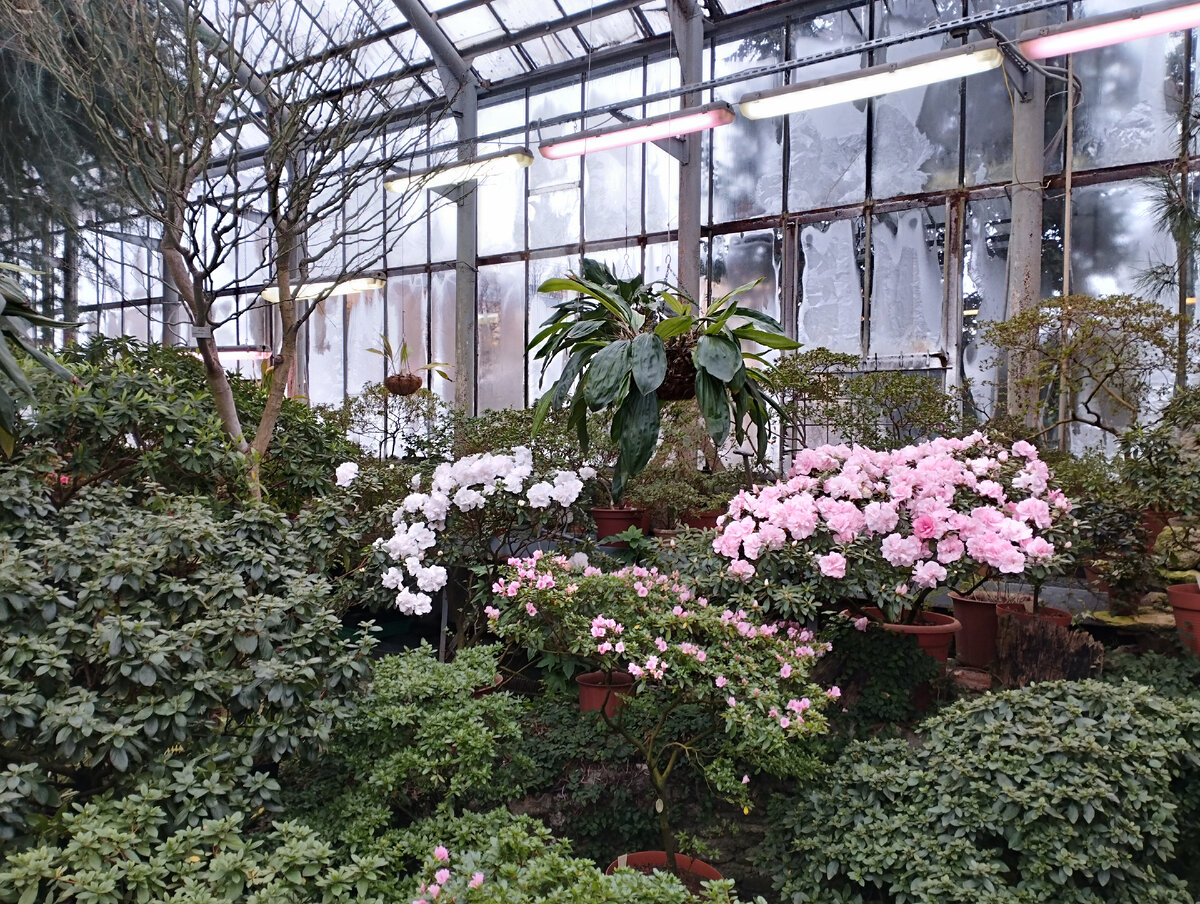 москва ул ботаническая 33в стр 1. фотообои ботаника 04. Ranunculus aconitifolius. диатомит 1л. ботанические открытки купить.