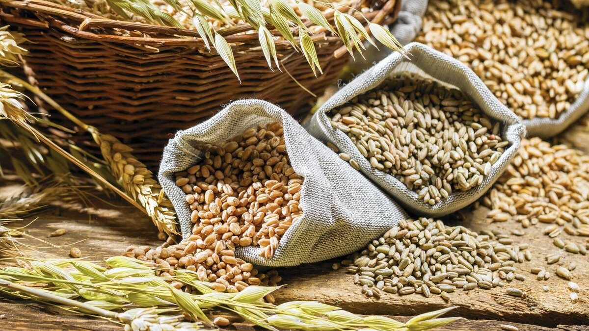 Какую роль зерновые культуры играют в нашей жизни