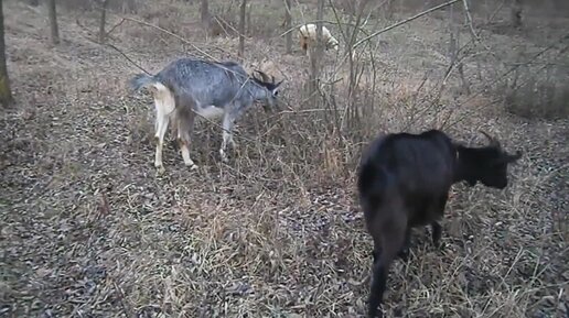 снаружи рогата изнутри комола. шортгорнская порода коров. снаружи рогата изнутри комола. загадка про жука. шортгорнская порода быков.