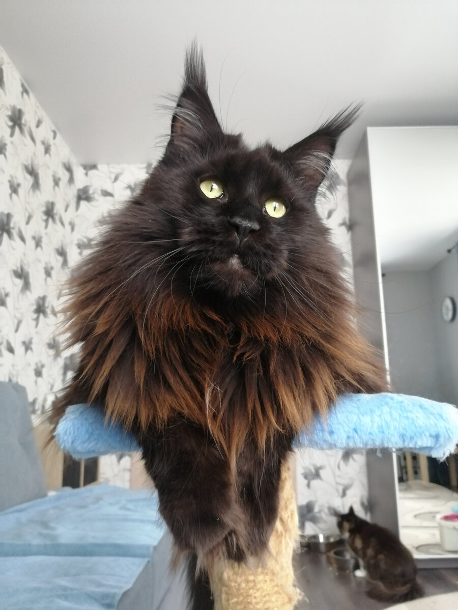 Черная и очень лохматая кошка Mafia King Size