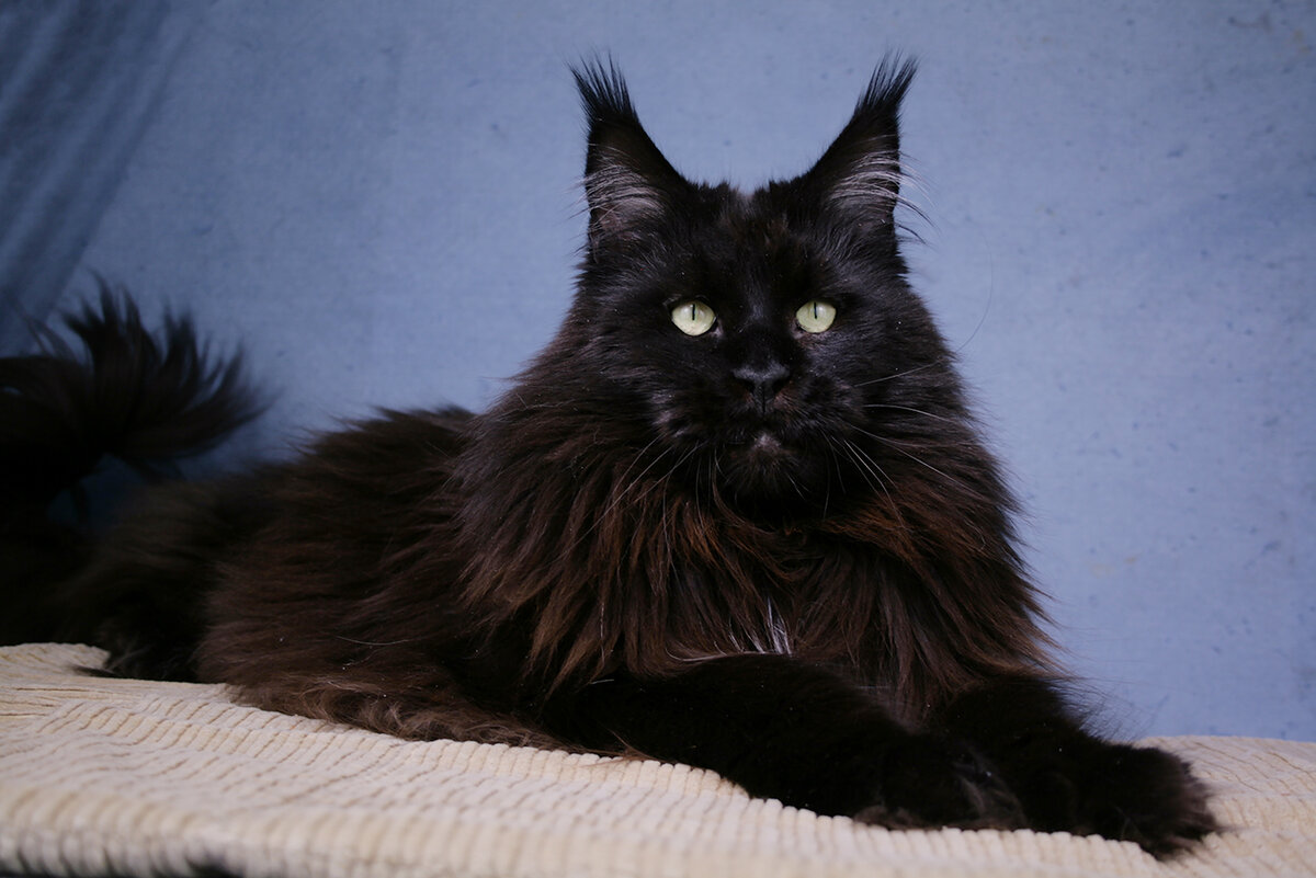 Черная кошка Mafia King Size 