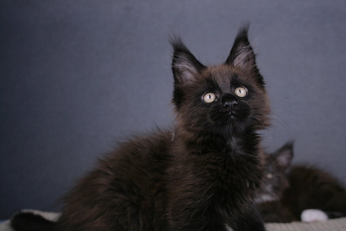 Кошечка Emma King Size 