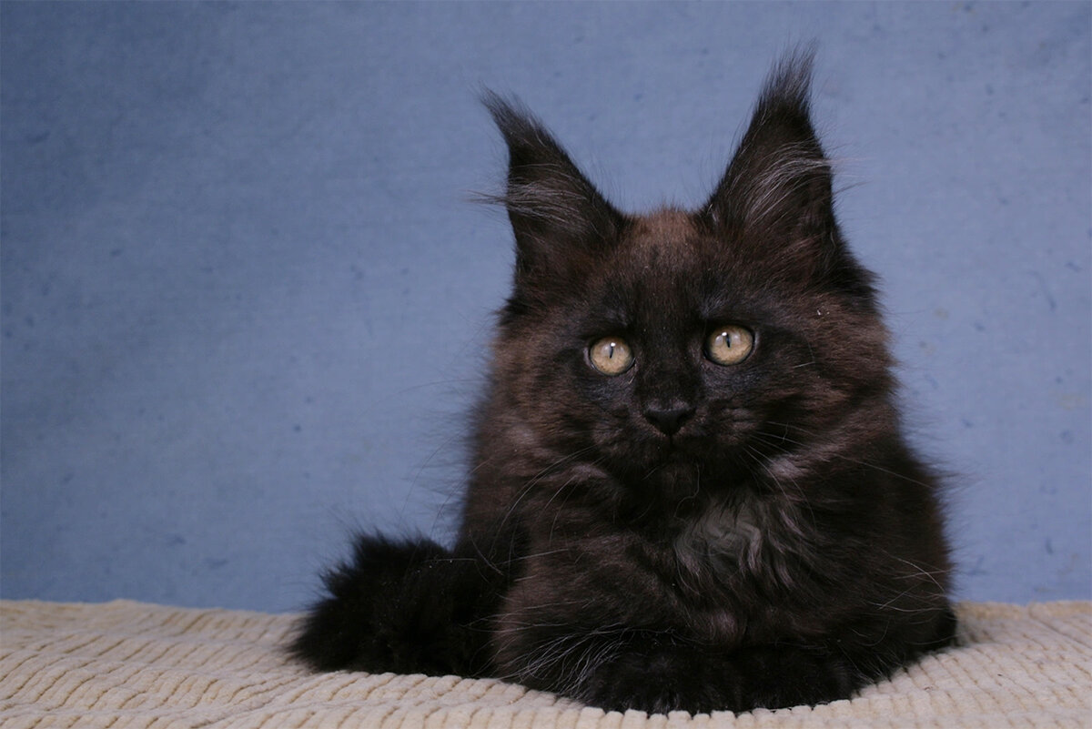 Ellen King Size - тоже черная, но черный дым