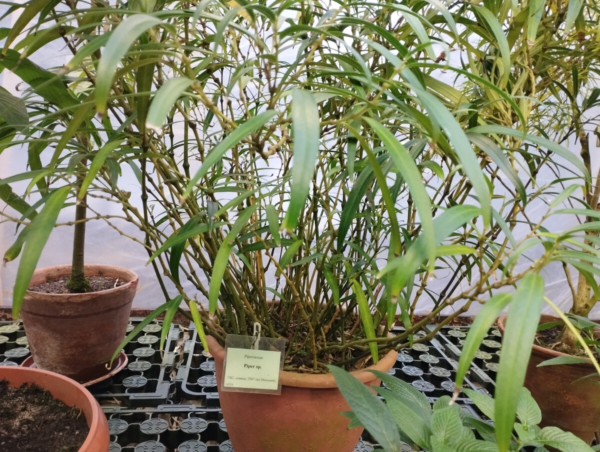 ботаник. ботаник 2. ботаник 2. щепетнов ботаника. ботаник лаборатория.