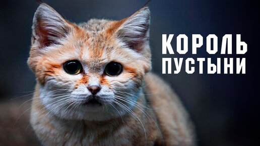 Кот который лает не оставляет следов и не имеет запаха! Барханный кот - король пустыни.