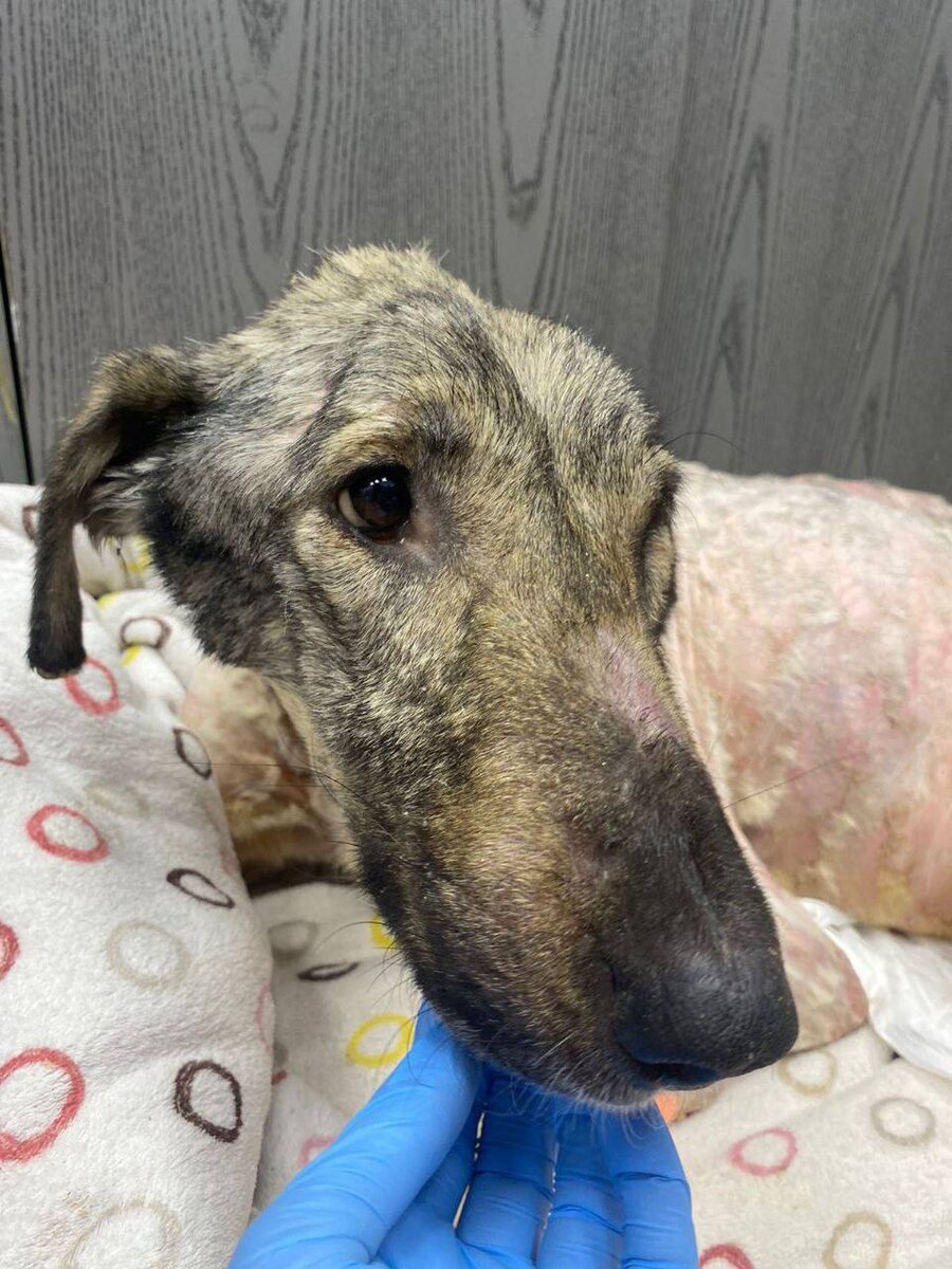 Малыша пришлось побрить из-за кожных проблем(