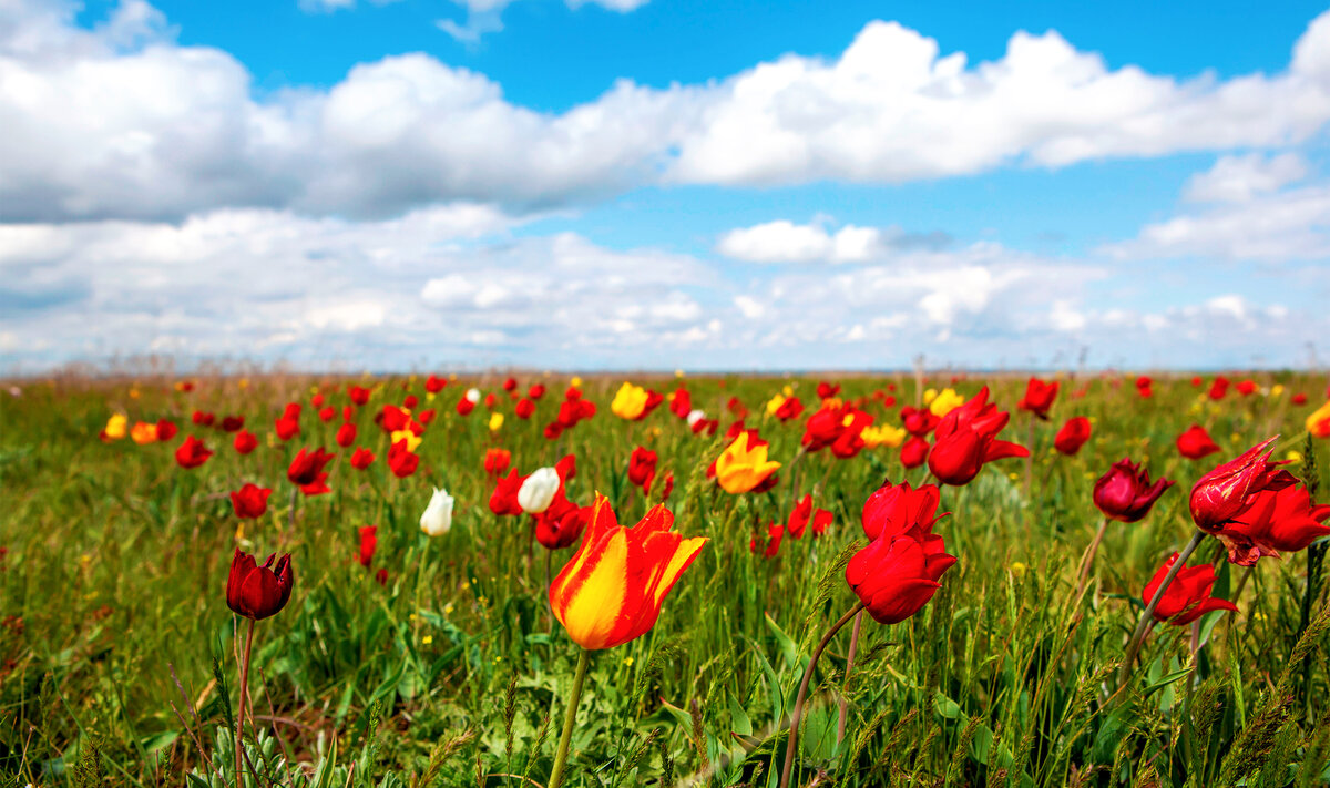 Каждый год в апреле калмыцкие степи покрываются ковром из красных и жёлтых диких тюльпанов, занесённых в Красную книгу.Фото: Sergei Afanasev / Shutterstock.com