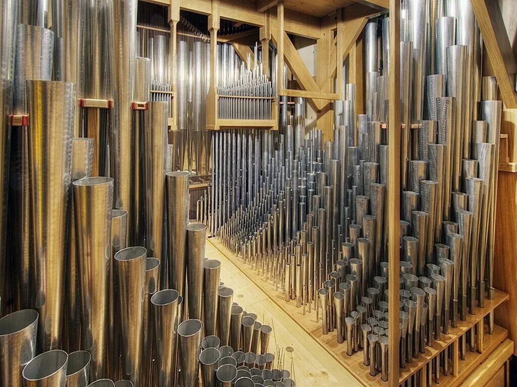 Внутреннее строение органа