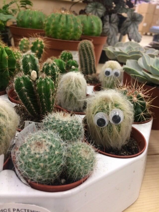 детка кактуса. надпись кактус. срисовка кактуса в горшке. убери кактусы. кактусы мультяшные.