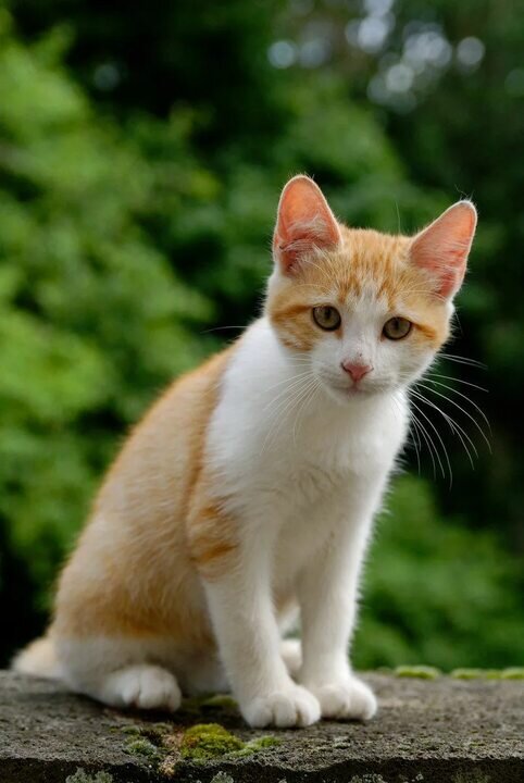 Есть вот такая кошка. 