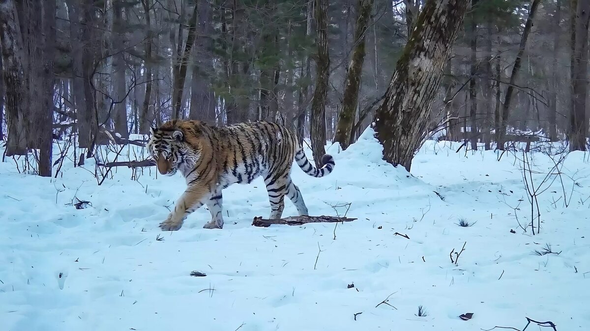 У девочки видно писю: 444 порно видео