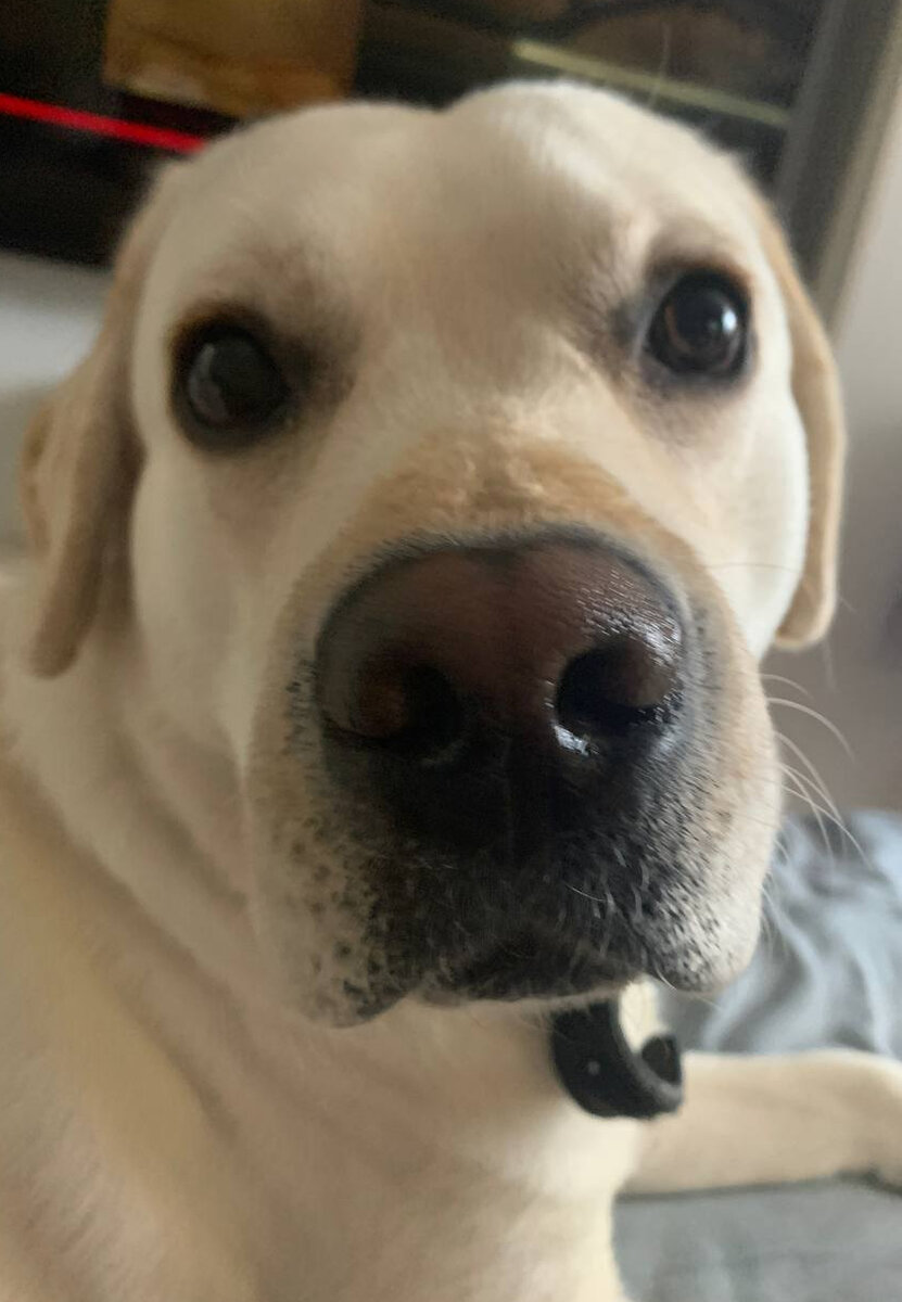 мой черный носик:) хотя тут местами коричневый:)