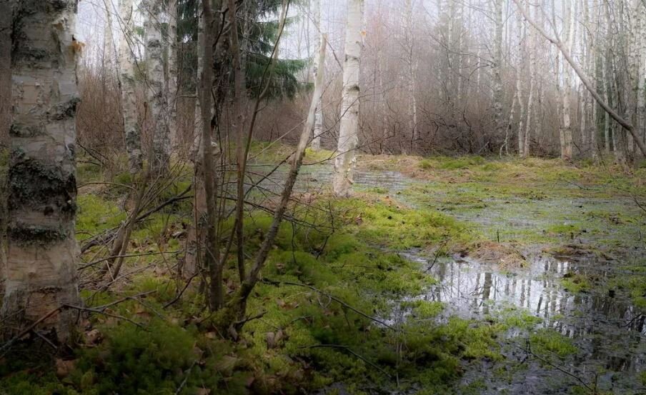 Куракинское болото. Моховое болото Новокузнецк. Болото в лесу. Весенние леса болота. Болотные березки