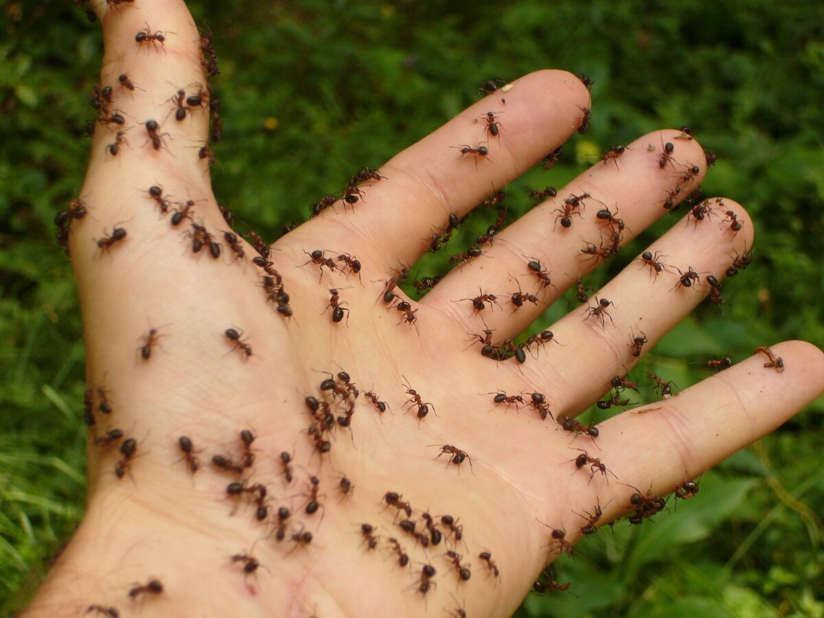 Топ 7 эффективных средств для борьбы с муравьями в доме