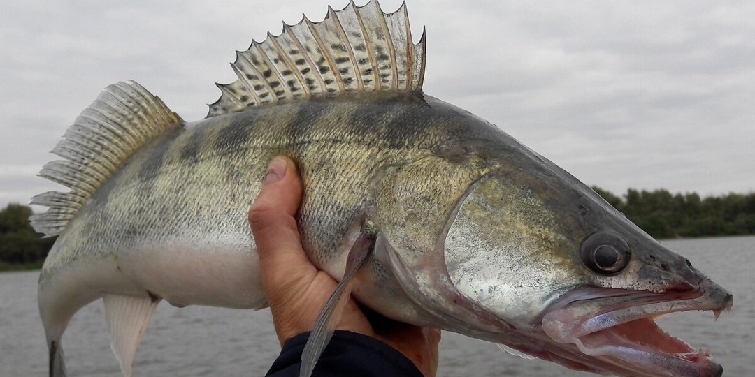 ТОП 4, Самых полезных речных рыб России.