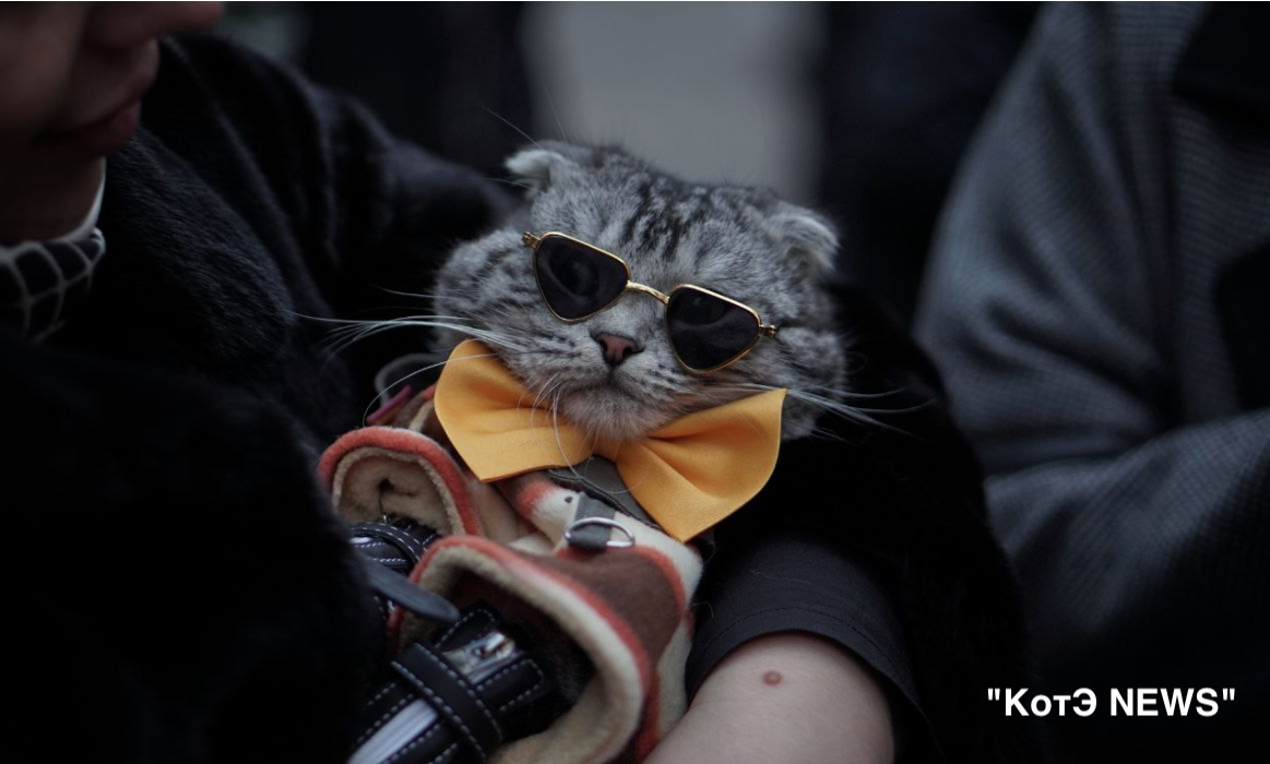 Кот