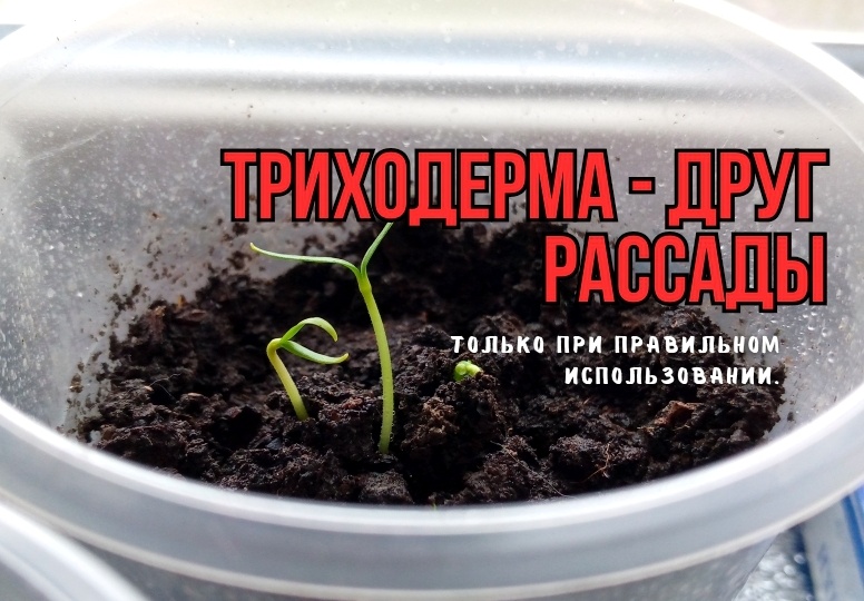 Триходерма для рассады: как и когда использовать, и зачем она нужна. Друг и недруг, помощь и "лишнее дело" - наши ошибки и мнение агрономов