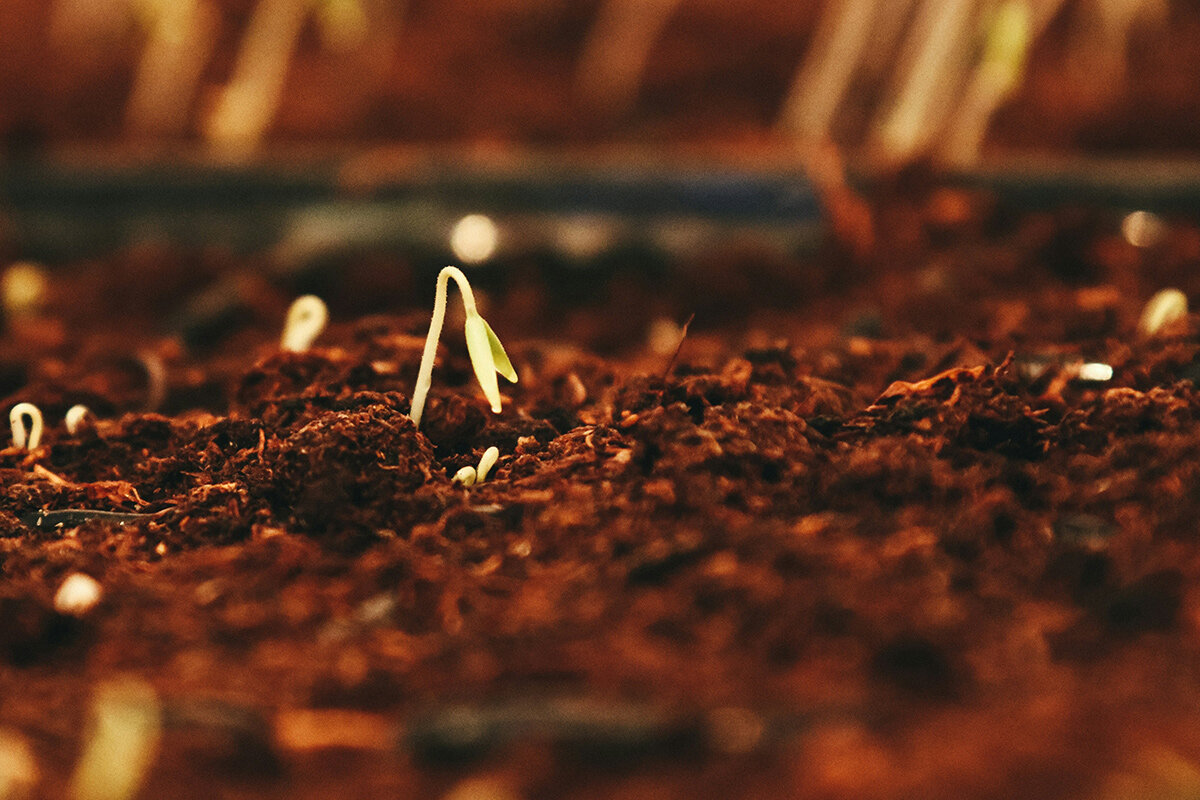    Фото: Jametlene Reskp / Unsplash.com