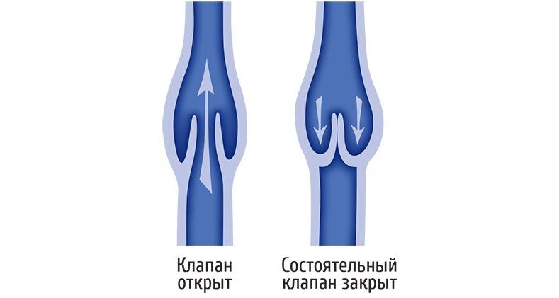 Где находятся венозные клапаны