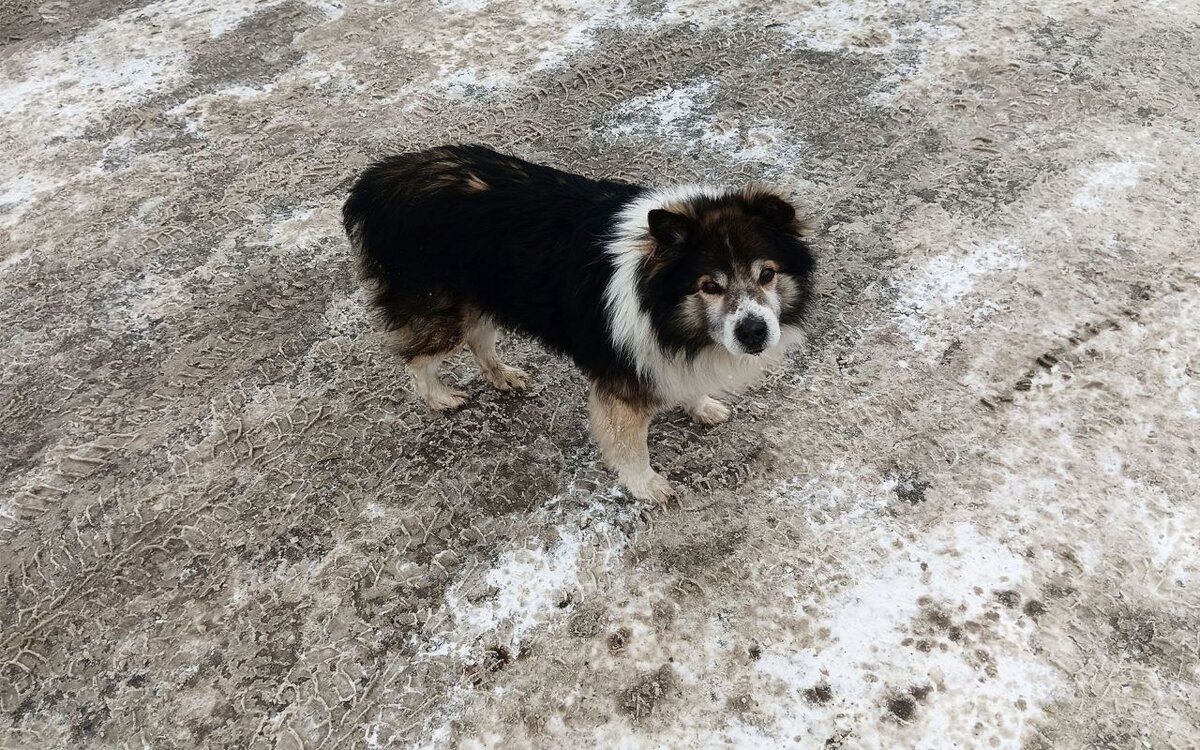 Животное могли покусать другие собаки.  Фото: ФедералПресс / Александр Калинин